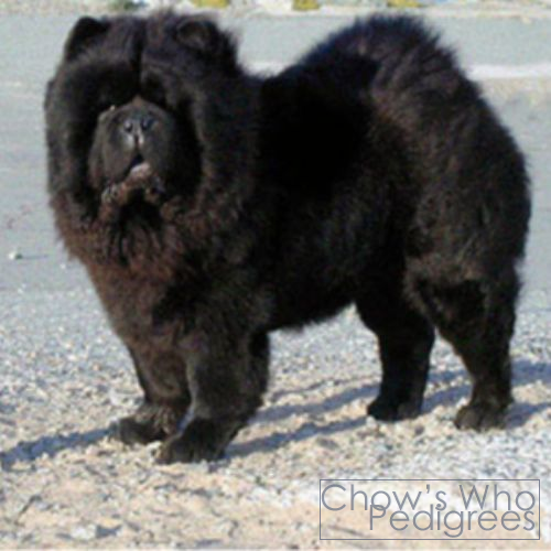 Chow's Who