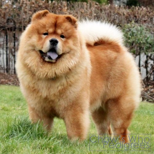 Chow's Who