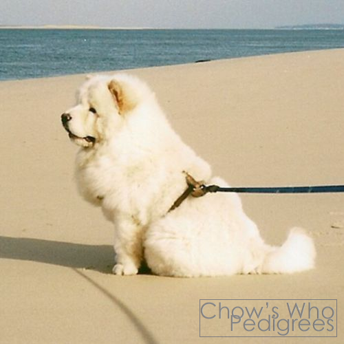 Chow's Who