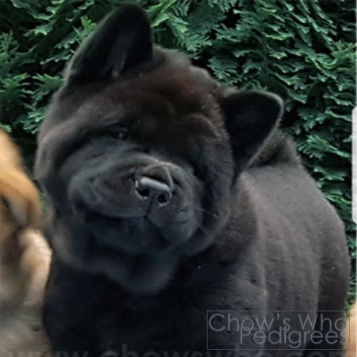 Chow's Who