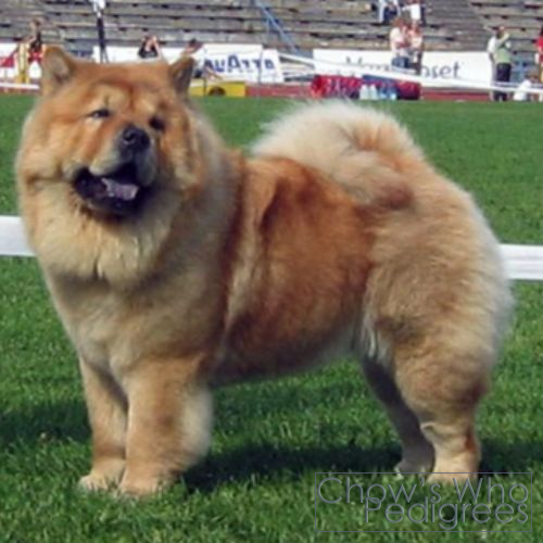 Chow's Who