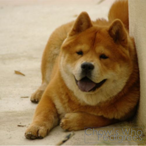 Chow's Who