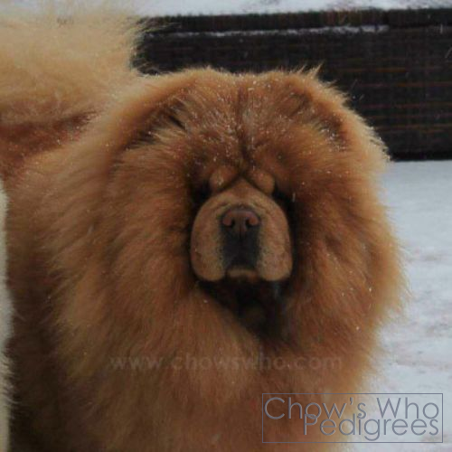 Chow's Who