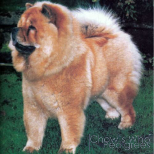 Chow's Who