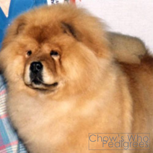 Chow's Who