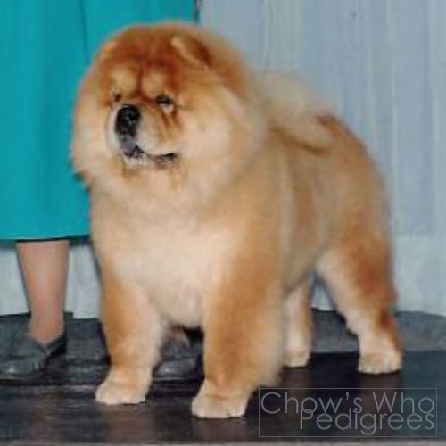 Chow's Who