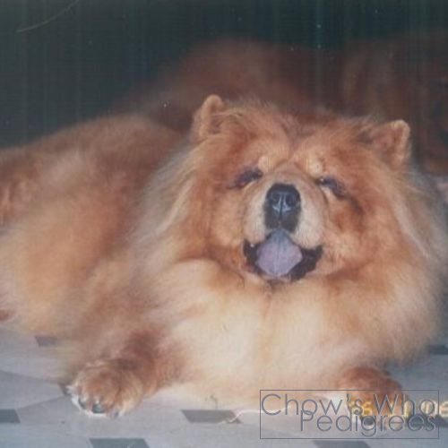 Chow's Who