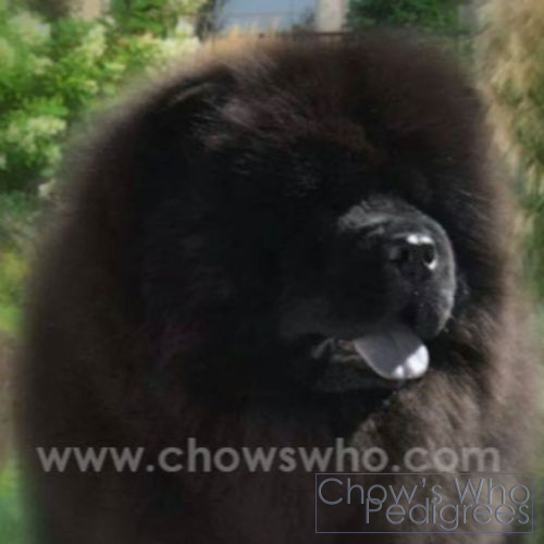 Chow's Who