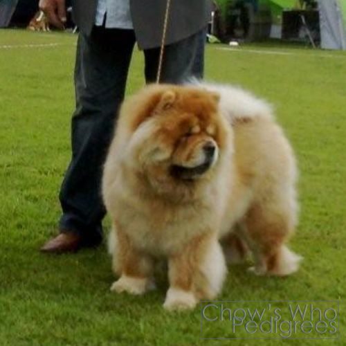 Chow's Who