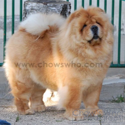 Chow's Who