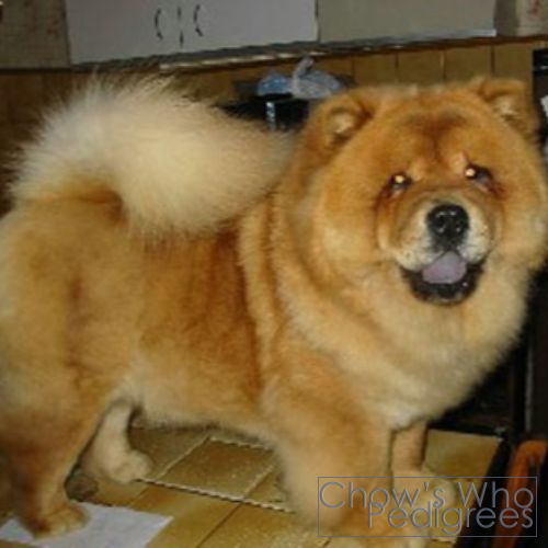Chow's Who