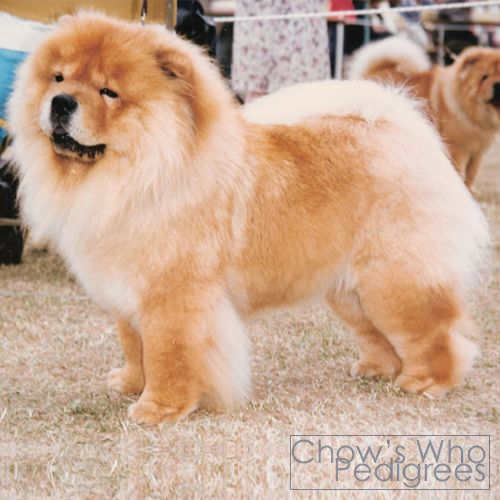 Chow's Who