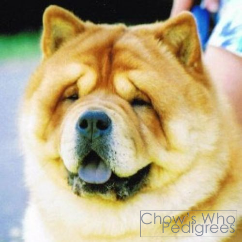 Chow's Who