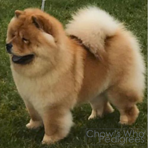 Chow's Who