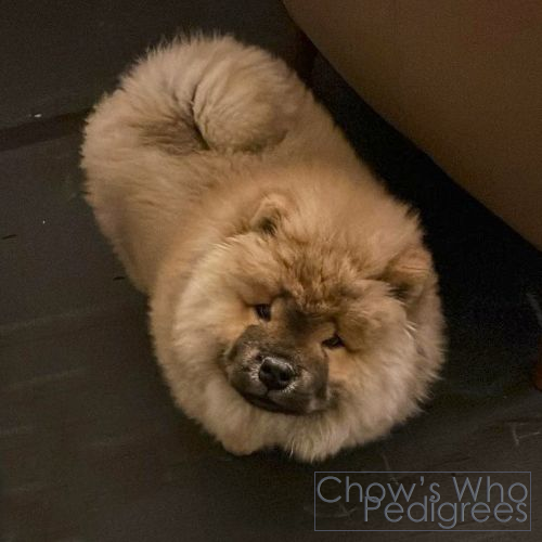 Chow's Who