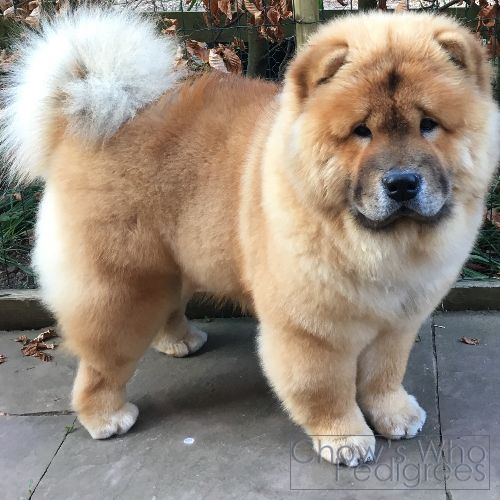 Chow's Who