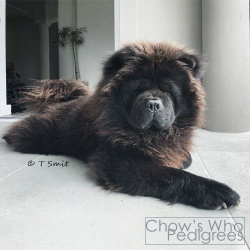 Chow's Who