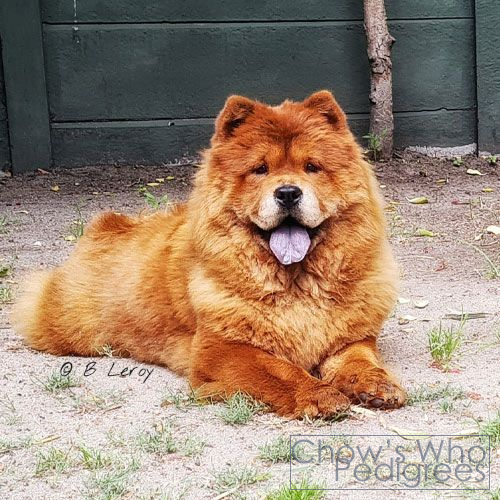 Chow's Who