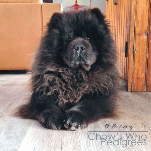 Chow's Who