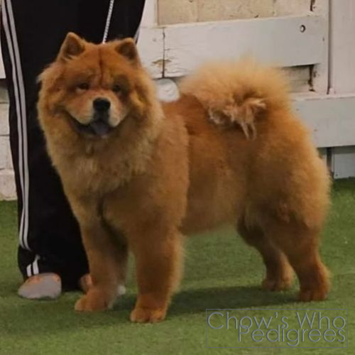 Chow's Who