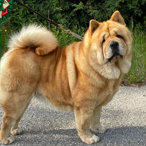 Chow's Who