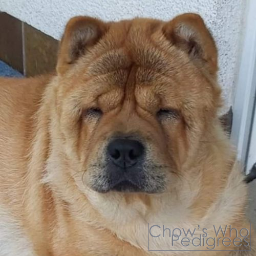 Chow's Who