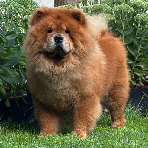 Chow's Who