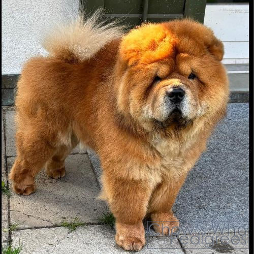 Chow's Who
