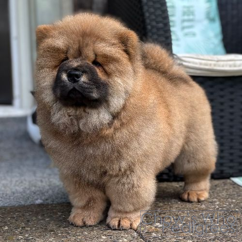 Chow's Who