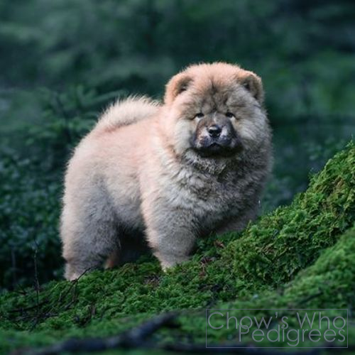 Chow's Who