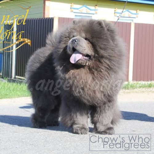 Chow's Who