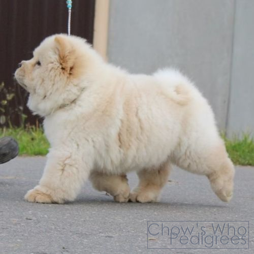Chow's Who
