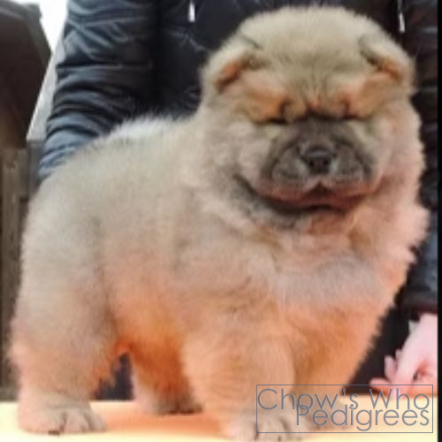 Chow's Who