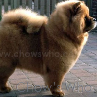 Chow's Who