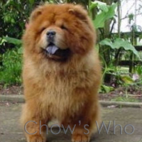 Chow's Who