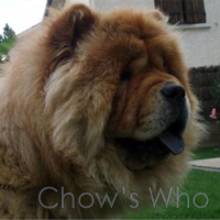 Chow's Who