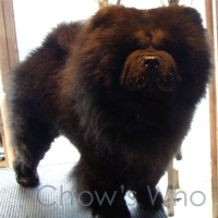 Chow's Who