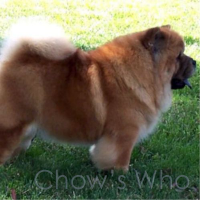 Chow's Who