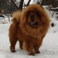 Chow's Who