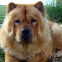 Chow's Who