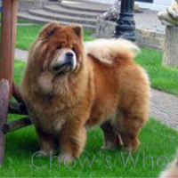 Chow's Who