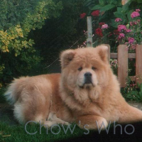 Chow's Who