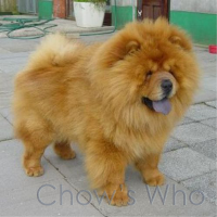 Chow's Who