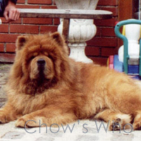 Chow's Who