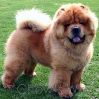 Chow's Who
