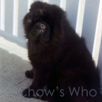 Chow's Who