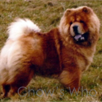 Chow's Who