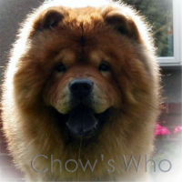 Chow's Who