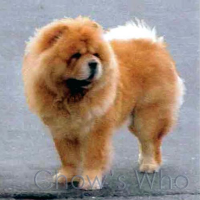 Chow's Who