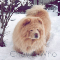 Chow's Who